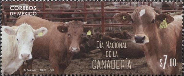 Cows