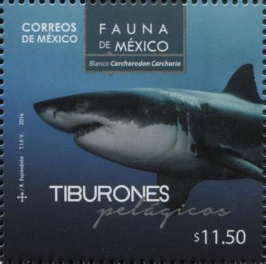 White Shark (Carcharodon carcharias)