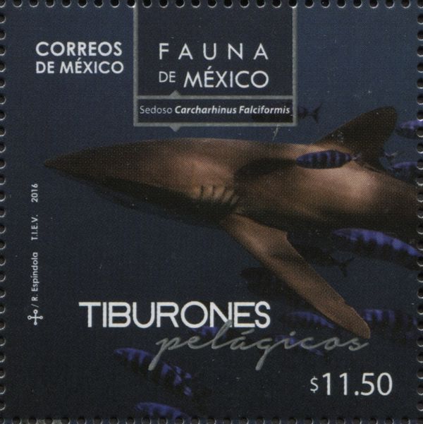 Carcharhinus falciformis