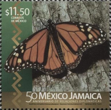 Danaus plexippus