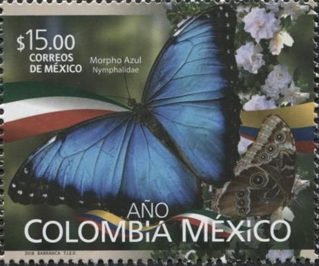 Blue Morpho (Morpho peleides)