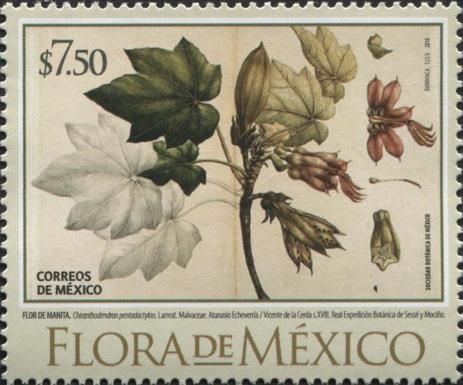 Flora of Mexico - Barranca Lily