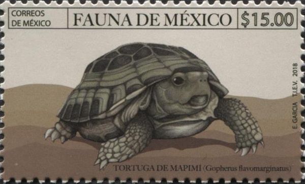 Mapimi or Bolson Tortoise (Gopherus flavomarginatus)