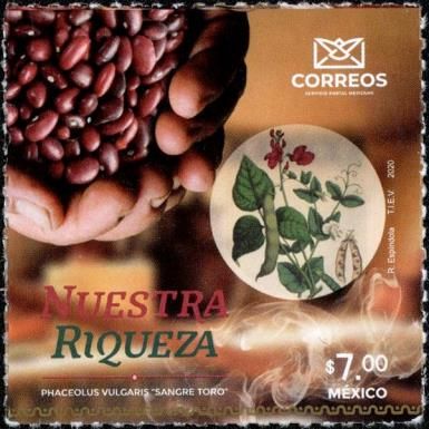 Beans (Phaseolus vulgaris)