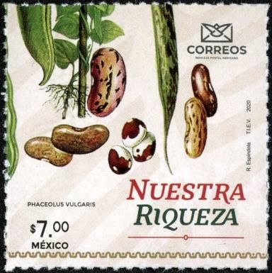 Beans (Phaseolus vulgaris)