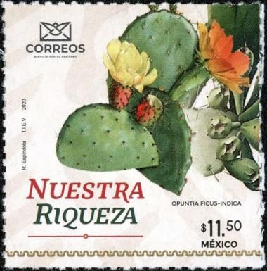 Prickly Pear Cactus (Opuntia ficus-indica)