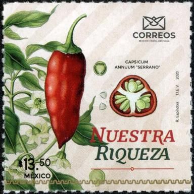 Serrano Chili Pepper (Capsicum annuum)