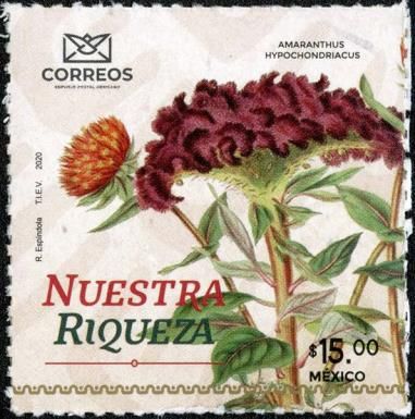 Amaranth (Amaranthus hypochondriacus)