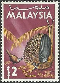 Great Argus (Argusianus argus)