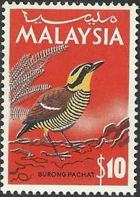 Bornean Banded-Pitta (Hydrornis schwaneri)