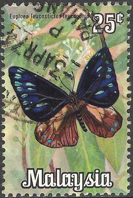 Orange-flash Crow (Euploea leucostictos)