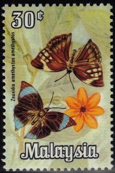 Common Saturn (Zeuxidia amethystus)