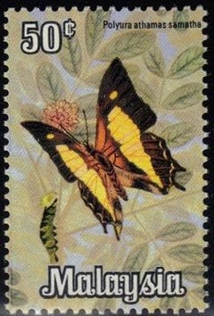 Common Nawab (Polyura athamas ssp. samatha)