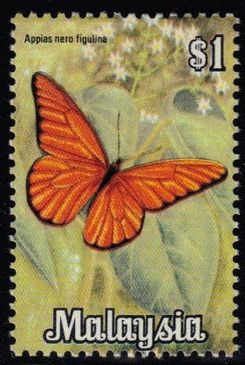 Orange Albatross (Appias nero)