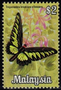 Rajah Brooke's Birdwing (Trogonoptera brookiana)