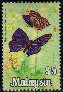 Centaur Oakblue (Narathura centaurus centaurus)