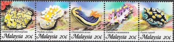 Rüppell's Wart Slug (Fryeria rueppellii)