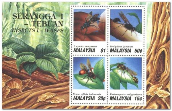 Hover Wasp (Eustenogaster calyptodoma)