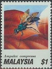 Jewel Wasp (Ampulex compressa)