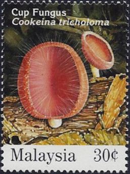Fungi