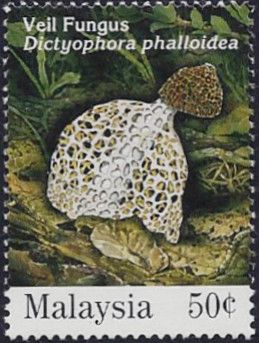 Veil Fungi (Dictyophora phalloidea)