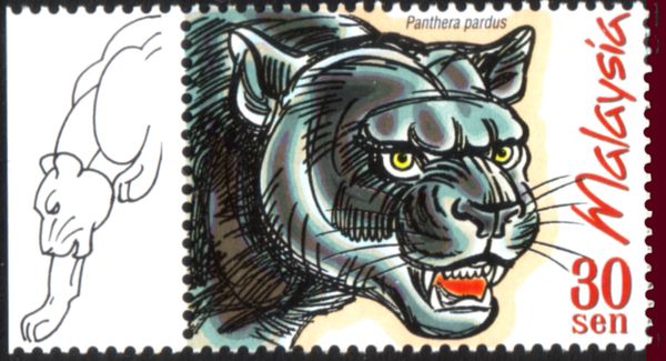 Leopard (Panthera pardus)