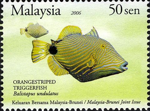 Orange-lined Triggerfish (Balistapus undulatus)