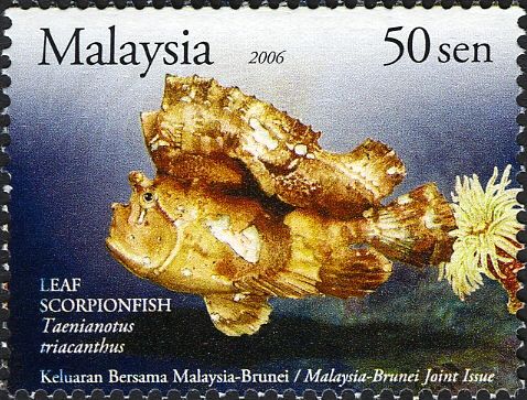Leaf Scorpionfish (Taenianotus triacanthus)