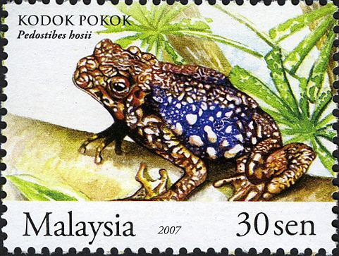 Common Tree Toad (Pedostibes hosii) 
