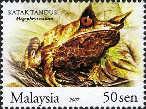 Malayan Horned Frog (Megophrys nasuta)