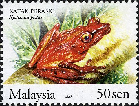 Cinnamon Frog (Nyctixalus pictus)