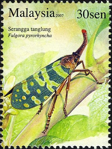 Lantern Fly (Fulgora pyrorhyncha)