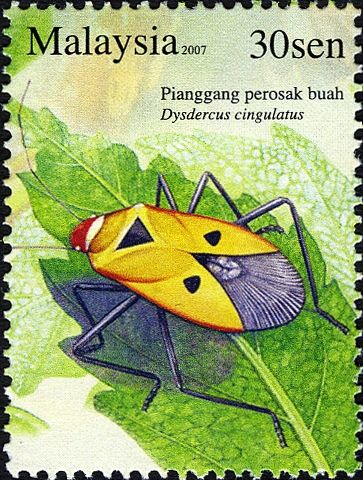 Red Cotton Stainer (Dysdercus cingulatus)
