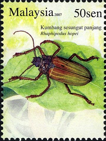 Longhorn Beetle (Rhaphipodus hopei)