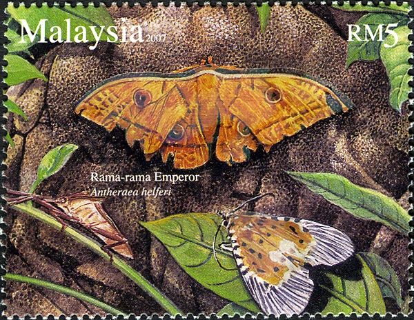 Moth (Antheraea helferi)