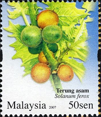 Solanum ferox