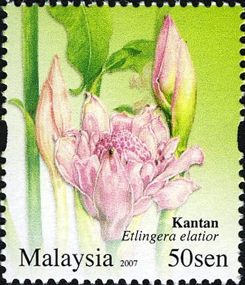 Etlingera elatior