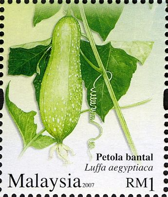 Luffa aegyptiaca