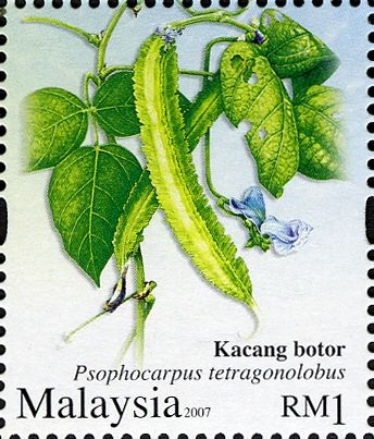 Psophocarpus tetragonolobus