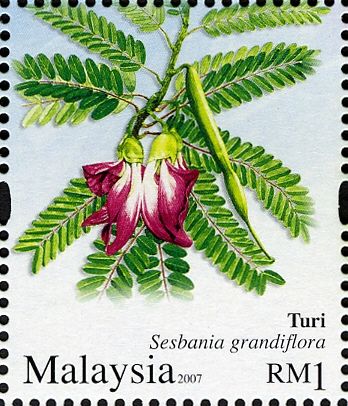 Sesbania grandiflora