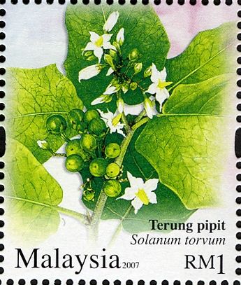 Solanum torvum