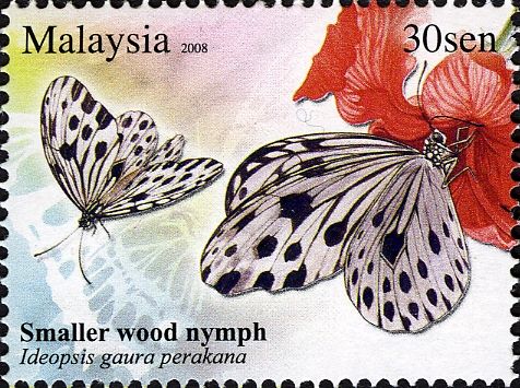 Smaller Wood Nymph (Ideopsis gaura perakana)