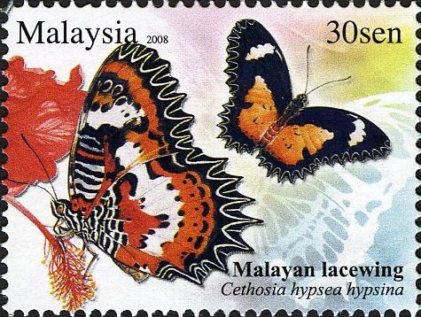 Malay Lacewing (Cethosia hypsea hypsina)