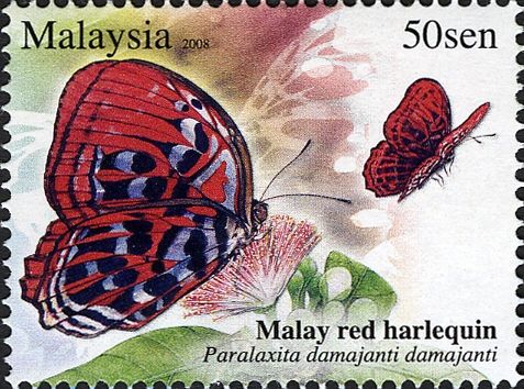 Malay Red Harlequin (Paralaxita damajanti damajanti)
