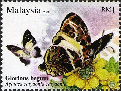 Glorious Begum (Agatasa calydonia calydonia)