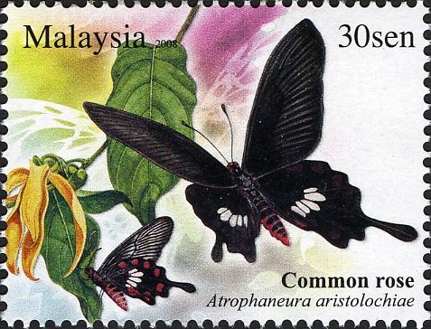 Common Rose (Atrophaneura aristolochiae)