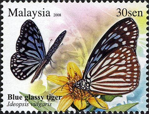 Blue Glassy Tiger (Ideopsis vulgaris)