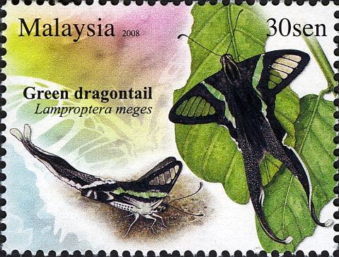 Green Dragontail (Lamproptera meges)