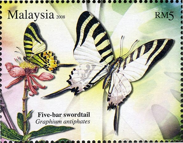 Five-bar Swordtail (Graphium antiphates)
