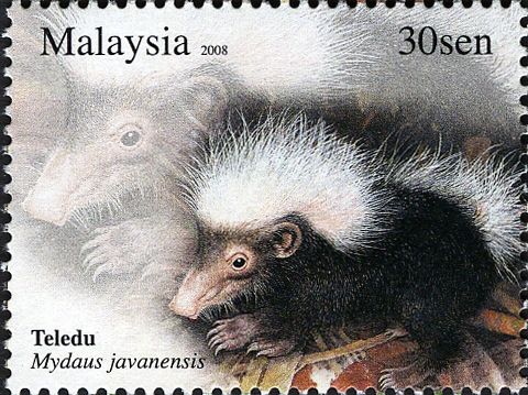 Sunda Stink Badger (Mydaus javanensis)